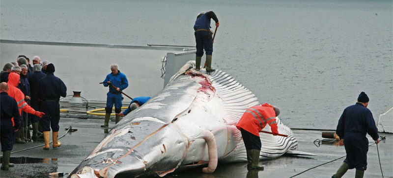 Resultado de imagen para caza de ballenas japon