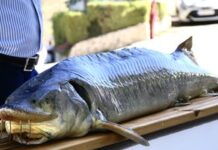 AZTI, Premio JACUMAR por revolucionar el sexado del esturión