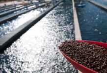 El cuello de botella de la acuicultura no está en el agua, sino en el pienso