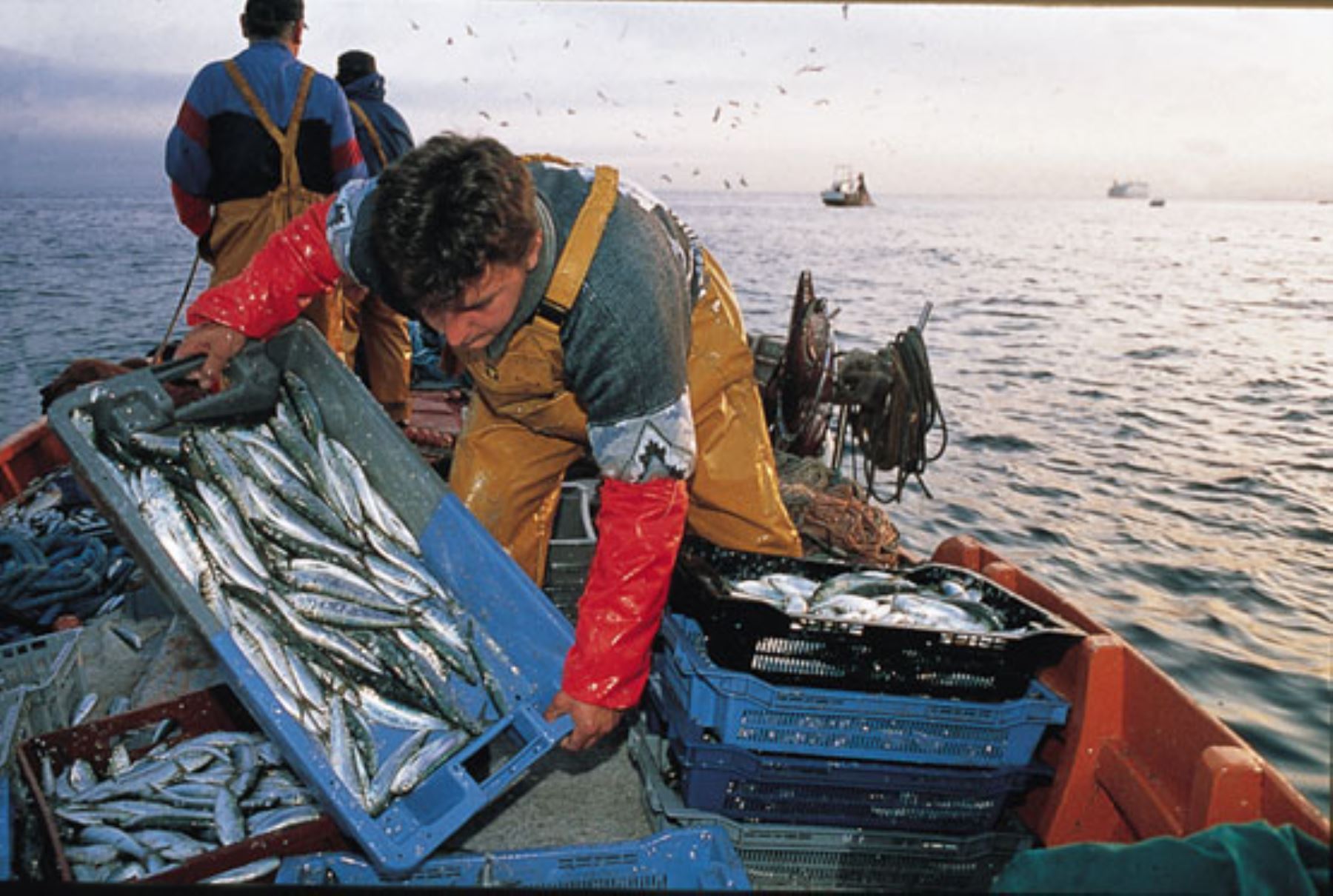 El fenómeno del Niño agravará la crisis de la pesca por la migración de especies a aguas frías - Europa Azul
