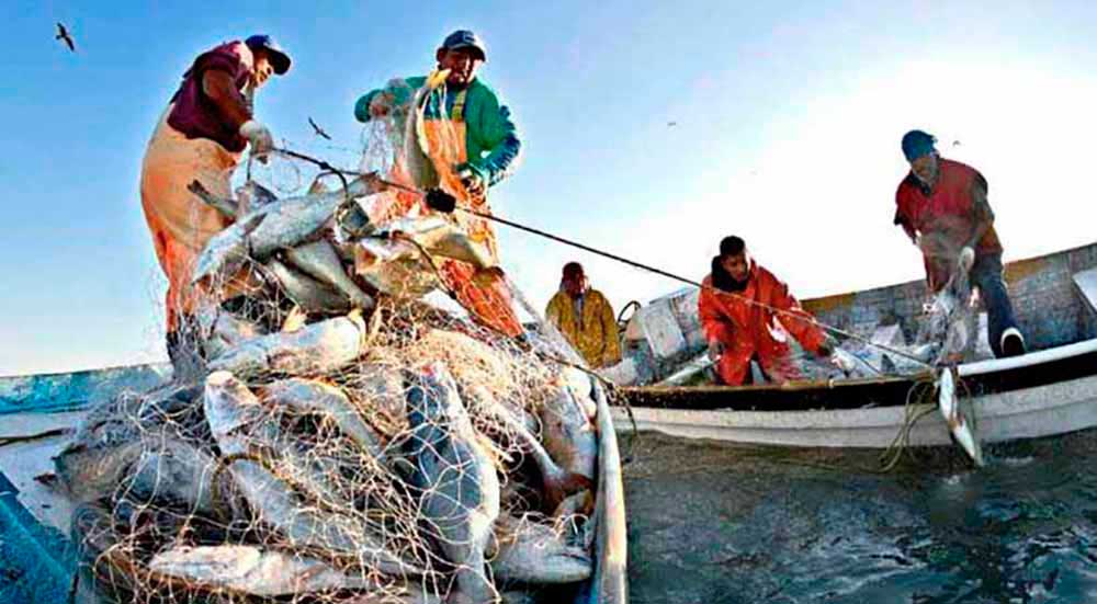 El cambio climático provoca desigualdad en las capturas de pesca solo  compensadas por la acuicultura - Europa Azul